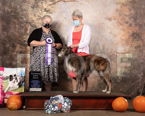 Silken Windhound #29 Thurs RWD Judge Jo Lynne York__SR_4267_UKCBelton2020_HR3