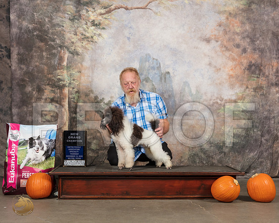 Poodle Mini #293 NGr__SR_4570_UKCBelton2020_HR3