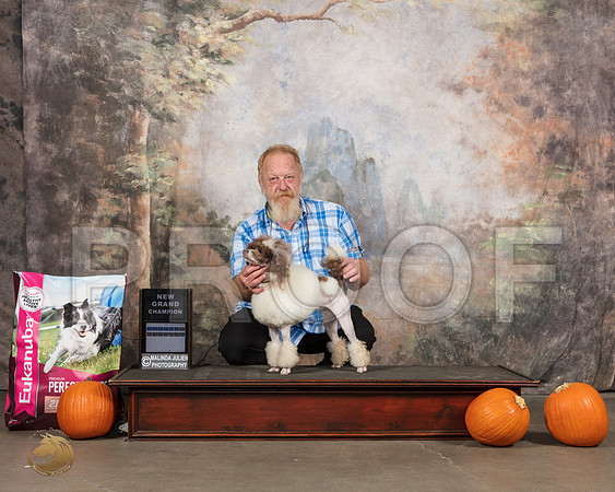 Poodle Mini #324 Fri__SR_4557_UKCBelton2020_HR3
