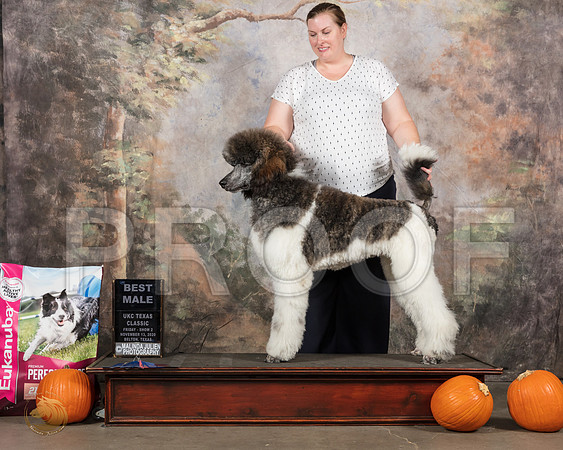 Poodle Std MC #368 Fri2 BMale Judge Lew Olson__SR_4530_UKCBelton2020_HR3