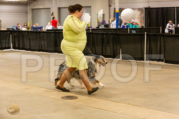 Australian Shepherd #125 Fri S2_JJL_0998_UKCBelton2020_HR3