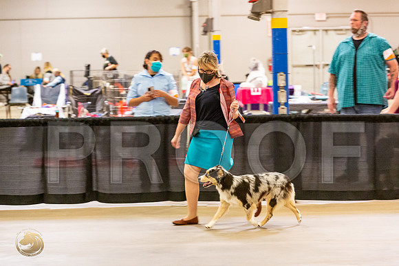 Australian Shepherd #331 Fri S2_JJL_1058_UKCBelton2020_HR3