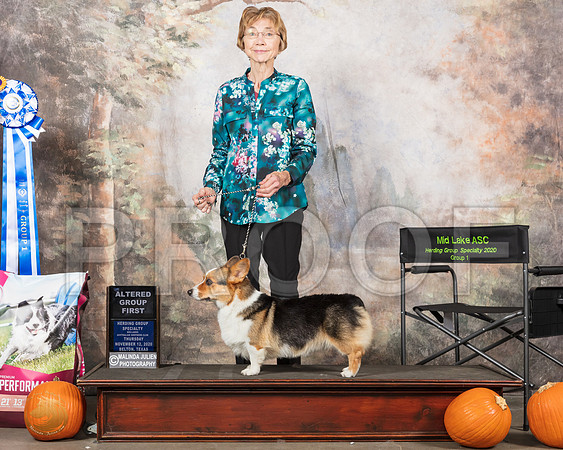 Pembroke Welsh Corgi #239 Thurs G1 Judge Matthew Proctor__SR_4688_UKCBelton2020_HR3