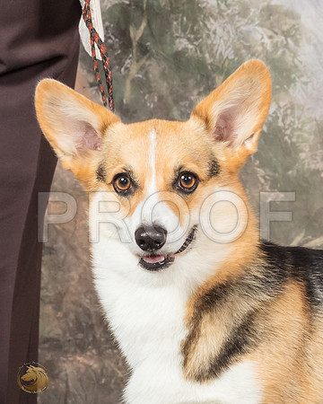 Pembroke Welsh Corgi #501 Sat Portrait__SR_4712_UKCBelton2020_HR3