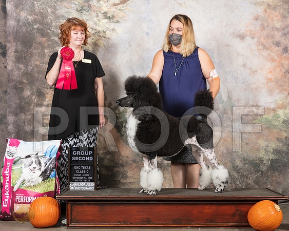 Poodle Std #251 Sat G2 Judge Anne Keiffer__SR_4729_UKCBelton2020_HR3
