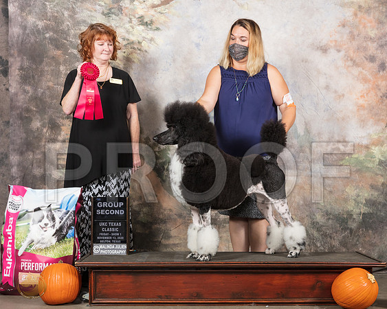 Poodle Std #251 Sat G2 Judge Anne Keiffer__SR_4731_UKCBelton2020_HR3