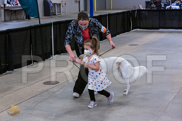 Silken Windhound Junior Sat Ring_JJL_1475_UKCBelton2020_HR3