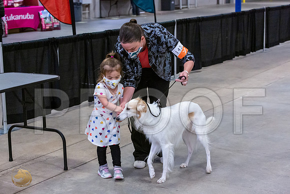Silken Windhound Junior Sat Ring_JJL_1476_UKCBelton2020_HR3