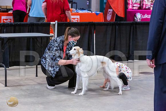Silken Windhound Junior Sat Ring_JJL_1481_UKCBelton2020_HR3