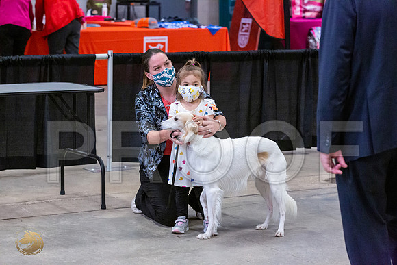 Silken Windhound Junior Sat Ring_JJL_1485_UKCBelton2020_HR3