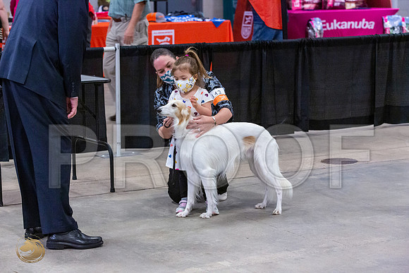 Silken Windhound Junior Sat Ring_JJL_1487_UKCBelton2020_HR3