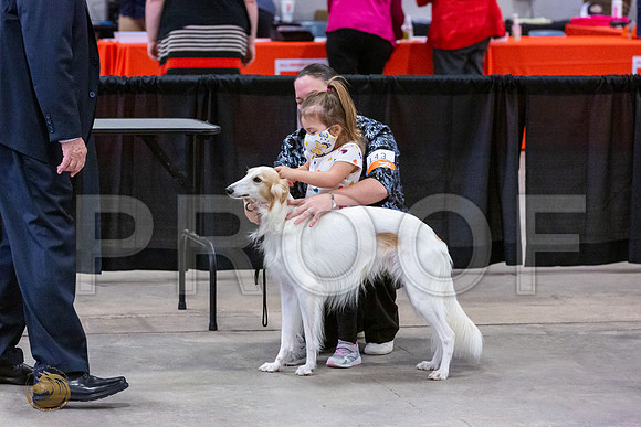 Silken Windhound Junior Sat Ring_JJL_1489_UKCBelton2020_HR3