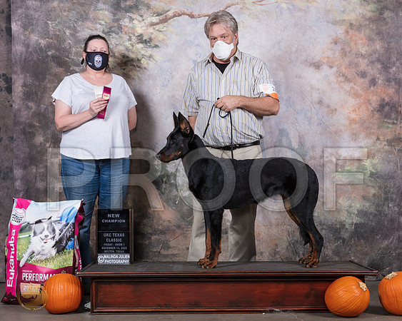 Beauceron #264 Sat BOB Judge Laura Patton__SR_4846_UKCBelton2020_HR3
