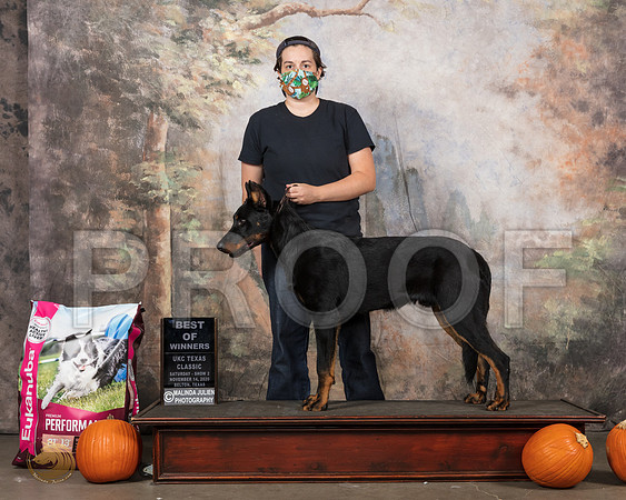 Beauceron #363 Sat BOW Judge Lew Olson__SR_4840_UKCBelton2020_HR3