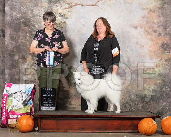 American Eskimo #407 Sat BOW Judge Sanchez__SR_4877_UKCBelton2020_HR3
