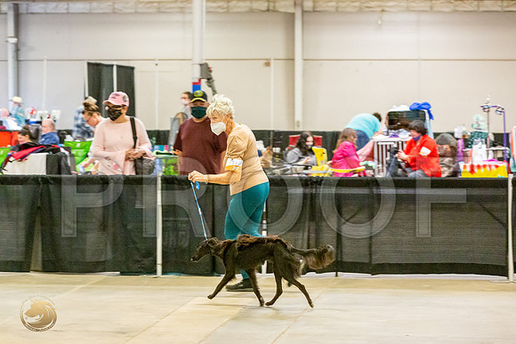 Silken Windhound #151 Sat_JJL_1694_UKCBelton2020_HR3