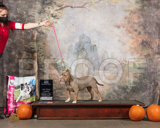 American Bully #295 Sun__SR_5317_UKCBelton2020_HR3