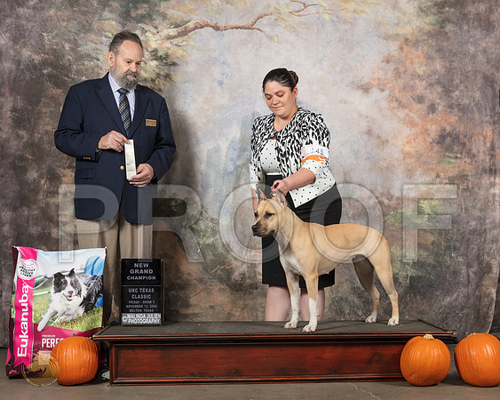 American Pit Bull Terrier #145 Fri NGr Judge Rolland Pelland__SR_5105_UKCBelton2020_HR3