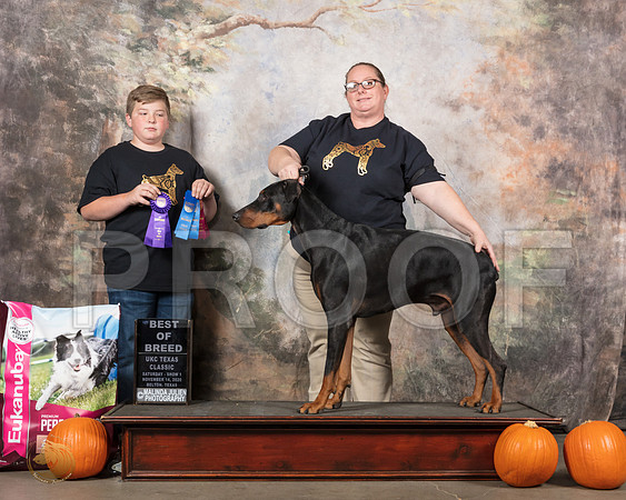 Doberman Pinscer #267 Sun BOB __SR_5109_UKCBelton2020_HR3