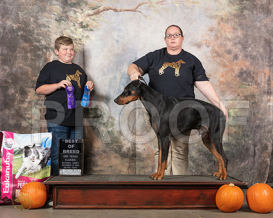 Doberman Pinscer #267 Sun BOB __SR_5113_UKCBelton2020_HR3