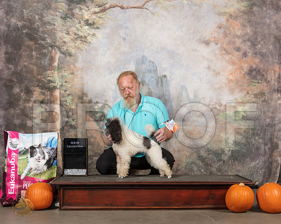 Poodle Miniature #297 Ch__SR_5156_UKCBelton2020_HR3