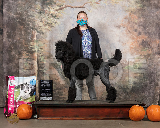 Poodle Std #133 Sun__SR_5300_UKCBelton2020_HR3