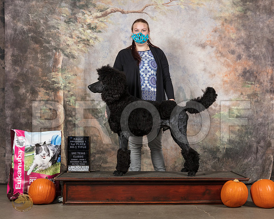Poodle Std #133 Sun__SR_5304_UKCBelton2020_HR3