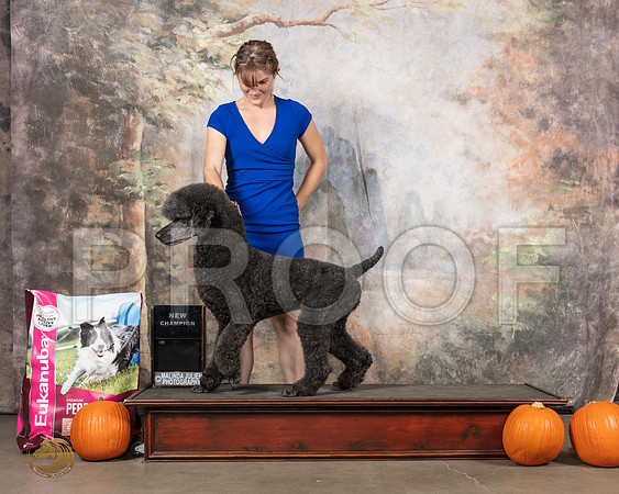 Poodle Std #138__SR_5178_UKCBelton2020_HR3