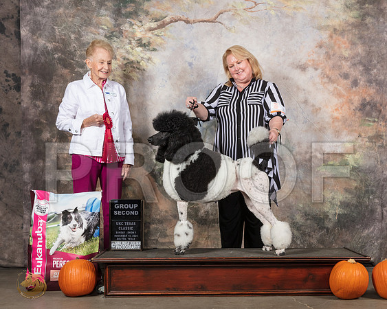 Poodle Std Mc #178 Sat1 G2 Judge Laura Patton__SR_5088_UKCBelton2020_HR3