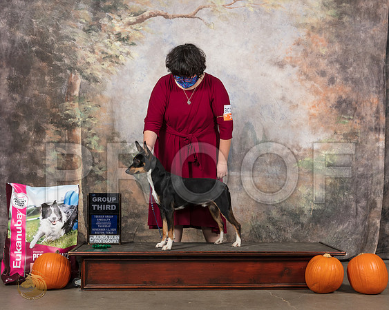 Rat Terrier #303 Sun__SR_5266_UKCBelton2020_HR3