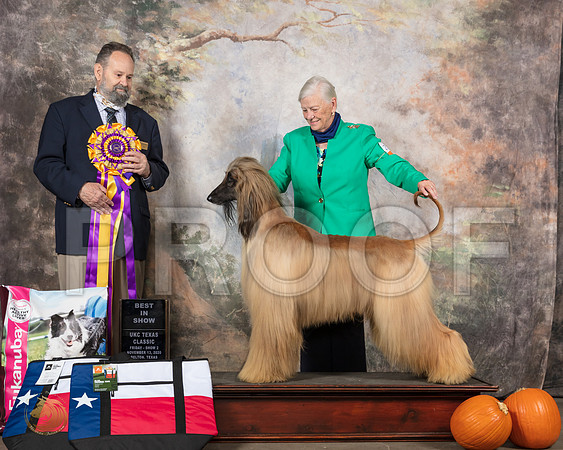 Afghan Hound #262 Fri Judge Roland Pelland__SR_5438_UKCBelton2020_HR3