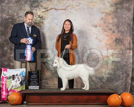 American Eskimo #397 BPIS Judge Roland Pelland__SR_5445_UKCBelton2020_HR3