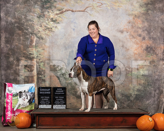 American PIt Bull Terrier #G2 Sun__SR_5349_UKCBelton2020_HR3