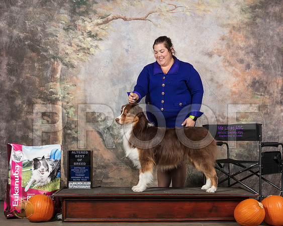 Australian Shepherd #? ABIS__SR_5398_UKCBelton2020_HR3