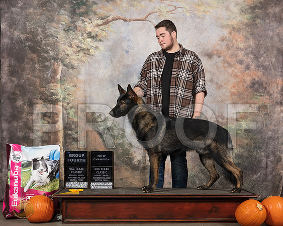 German Shepherd Dog #287 Sun__SR_5341_UKCBelton2020_HR3
