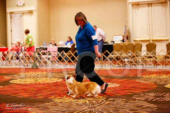 _JJ_1621-HstnCorgiFeb2015-HR3