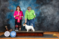 Russel Terrier #5 Fri G2 Judge Ann Barlow