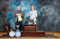 Miniature Schnauzer #6 Sat PBIS Judge Robert Stein