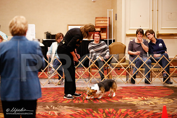 _JJ_7675-HstnCorgiFeb2015-HR3