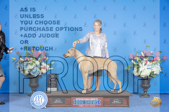 Rhodesian Ridgeback #8 SUN WB BOW M Judge Jamie Hubbard__JP_0141_Houston_2024_HR3