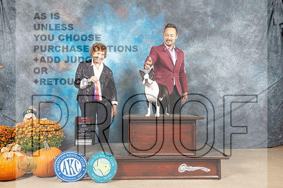 Boston Terrier #15 Sun WDBOS Judge Donnelle Richards_MJ_6548_Belton_2022_HR3