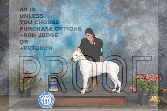 Dogo Argentino #6 Fri OHG2 Judge Paul Willhauck __JP_4535_San Antonio_2024_HR3