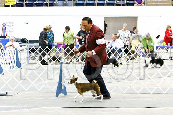Basenji-3206LR