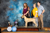 Boerboel #9 Sun PG1 Judge Pamela Wilson