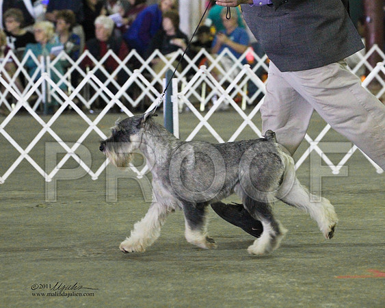 Standard Schnauzer - 0006-3