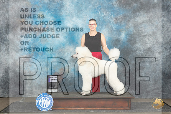 Poodle Std #7 Sat WD Judge Sharon Newcomb__JP_3583_Lubbock_2024_HR3