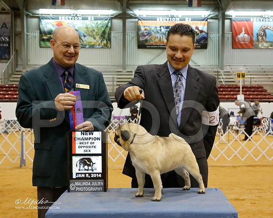 Pug-6931-GRJan14-HR