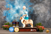 Australian Shepherd #18 Thur BOWBOSOHBOB Judge Allen Odom