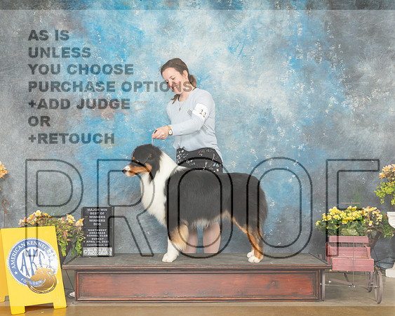 Australian Shepherd #11 Sun WDBOW Judge Jan Sigler-MMJ_1314-NWARK2022-HR3