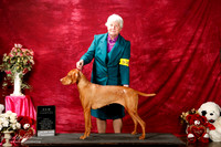 Vizsla Sun S1 New Int'l Ch Joan Holth
